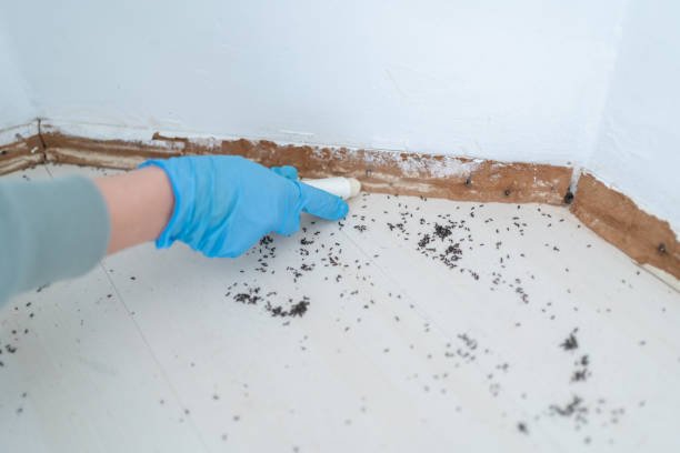 Best Cockroach Control Services  in Falls Church, VA